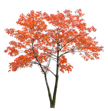 bright red isolated maple tree