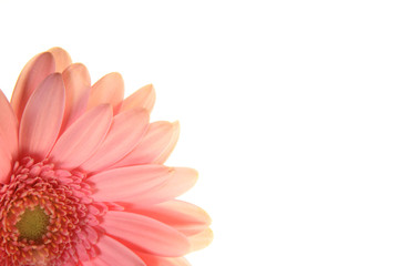 Pink Gerbera