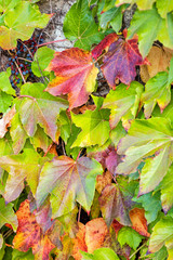 orange and green leaves