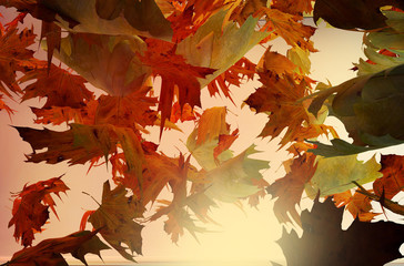 autumn leaves falling