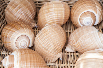 sea ​​shells