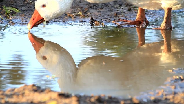Gans spiegelt sich im Wasser