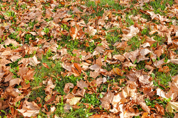 Fallen leaves