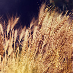 Yellow wheat in nature. Grunge style.
