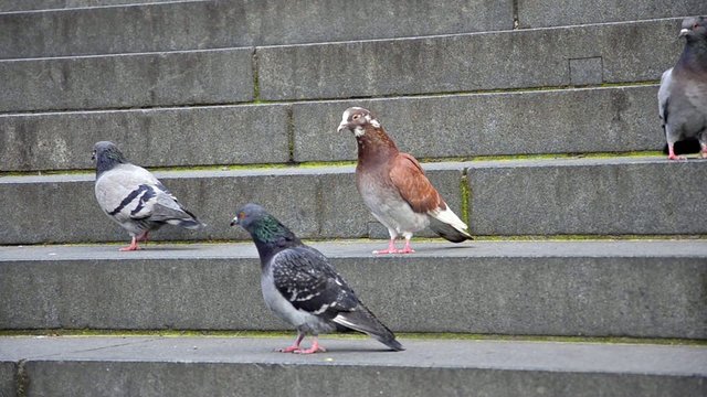 Pigeons on the church stairs
