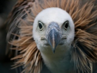 gänsegeier