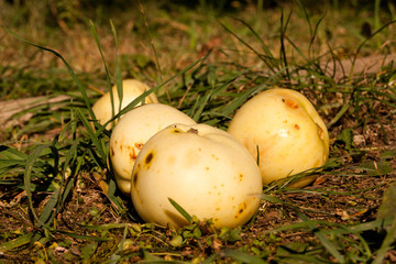 Papierówki © 07photo