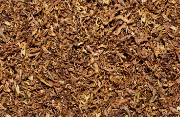 Fototapeta premium tobacco texture background