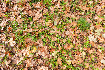 leaves in the park