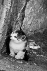 kot © 07photo
