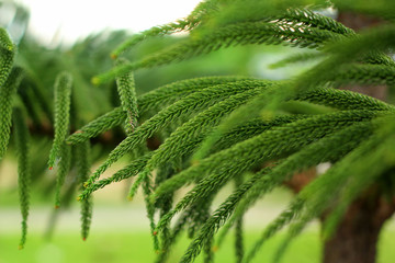 fresh spring green fern leaves in forest