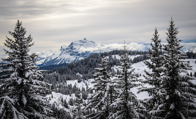 Mountain landscape with christmass trees covered with snow.