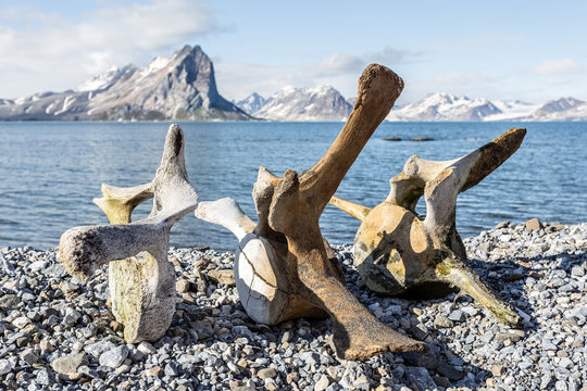 Old whale bones on the coast of Spitsbergen, Arctic