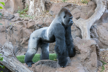gorilla © arnau2098