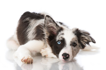 Border Collie Welpe