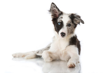 Border Collie Welpe