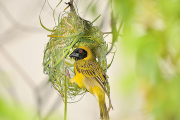 Male Southern Masked Weaver
