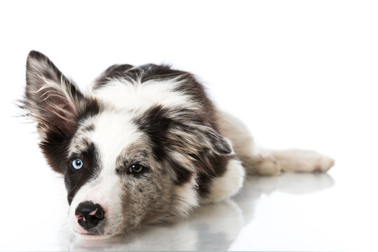 Border Collie Welpe