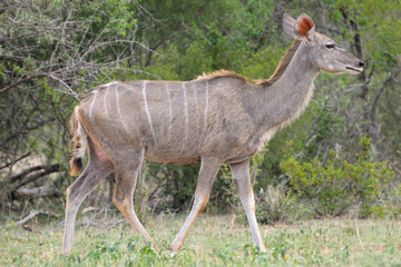 Obraz na płótnie Canvas Greater Kudu cowv