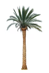 Photo sur Plexiglas Palmier palmier isolé
