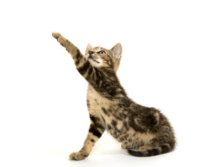 Tabby kitten on white