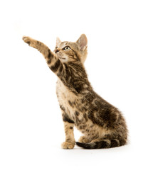 Tabby kitten on white