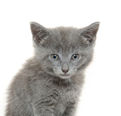 Cute gray kitten