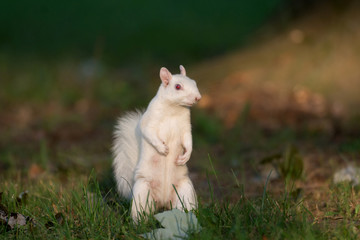 White squirrel in Olney