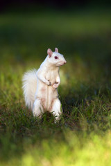 White squirrel in Olney