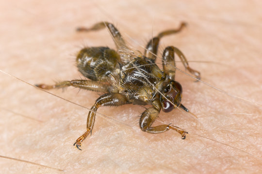 Deer fly, Lipoptena cervi crawling on human skin