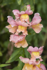 Snap Dragon flowers, UK
