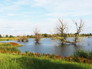 Abgestorbene Bäume in einem mit Wasser gefluteten Feld, Veränderungen in der Natur, biologisches Gleichgewicht 