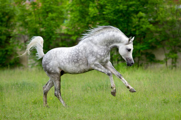 Arabian horse runs gallop on green background