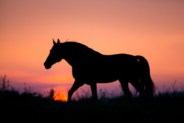 Horse silhouette on sunrise background