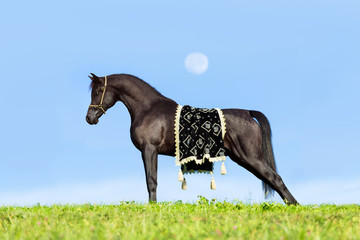 Beautiful black horse standing on blue sky with a moon