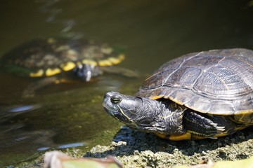 Fototapeta na wymiar Turtle on a rock by the pond