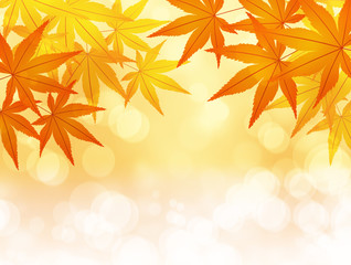 Autumn maple leaves