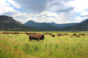 Bisons - Yellowstone National Park 