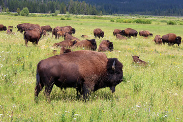 Bisons - Yellowstone National Park  © Brad Pict