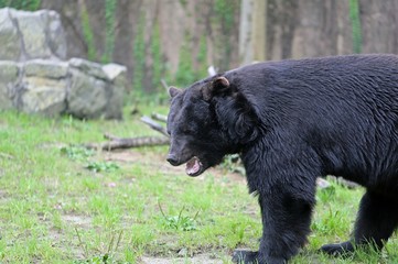 ニホンツキノワグマ　 -Japanese Black Bear -