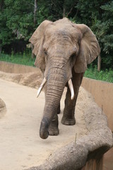 アフリカゾウ　-African Elephant-