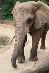 Fototapeta na wymiar アフリカゾウ　-African Elephant-
