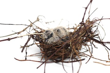 The squabs in the nest