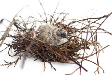 The squabs in the nest