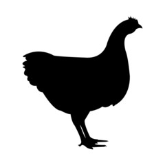 Hen