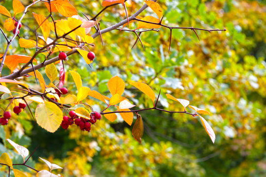Autumn in garden