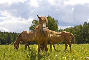 Obraz premium Three brown horses on meadow