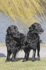 FLAT COATED RETRIEVER