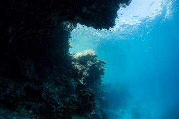 Fototapeta na wymiar Coral Reef Dropoff