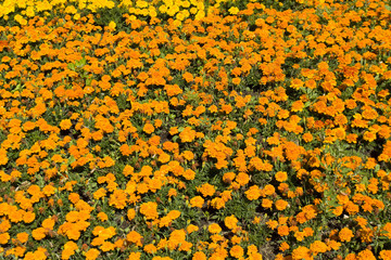 Orange marigolds